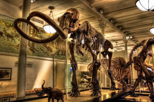 The American Museum of Natural History. Photo credit: Daniel Mennerich via VisualHunt / CC BY-NC-ND