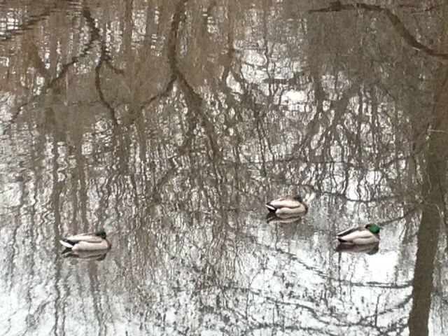 New York Puddle Ducks. Mallards in Central Park. RL Fifield 2013.