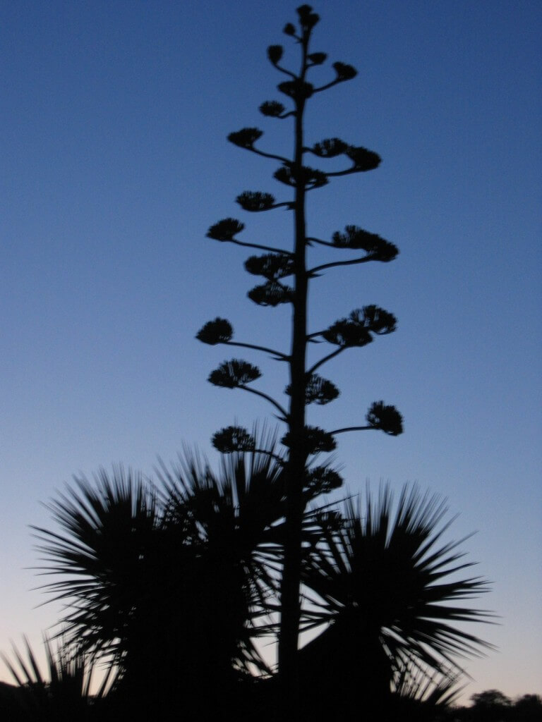 A Century Plant at Dusk. RL Fifield